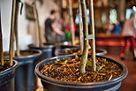 Treeinpot.jpeg