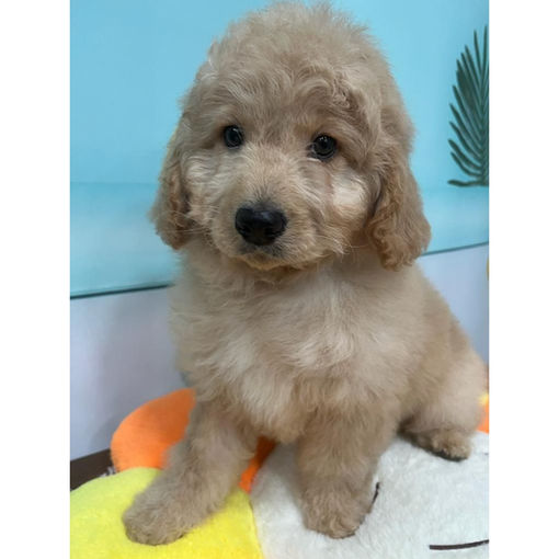 labradoodle puppy SG
