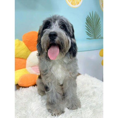 Labradoodle Singapore