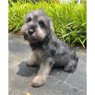mini schnauzer for sale