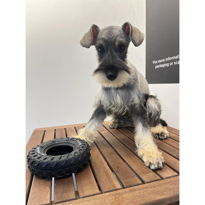 Schnauzer in Singapore