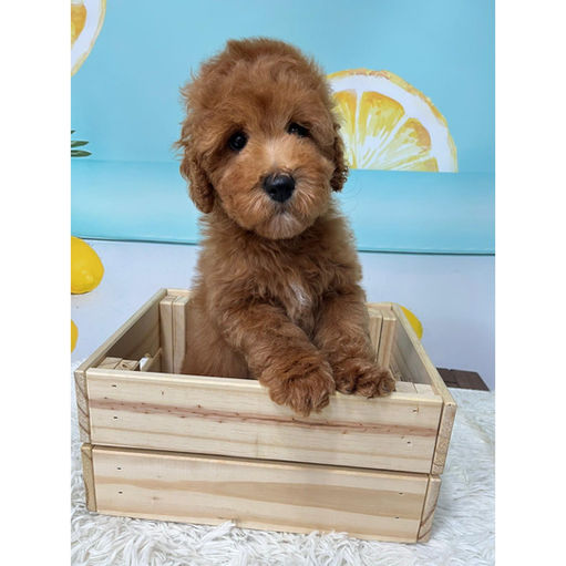 Labradoodle puppy Singapore