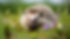 AdobeStock_903283901_hérisson_b.jpg