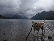 The best dog-friendly destinations in Vancouver, BC