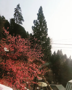 Pink!