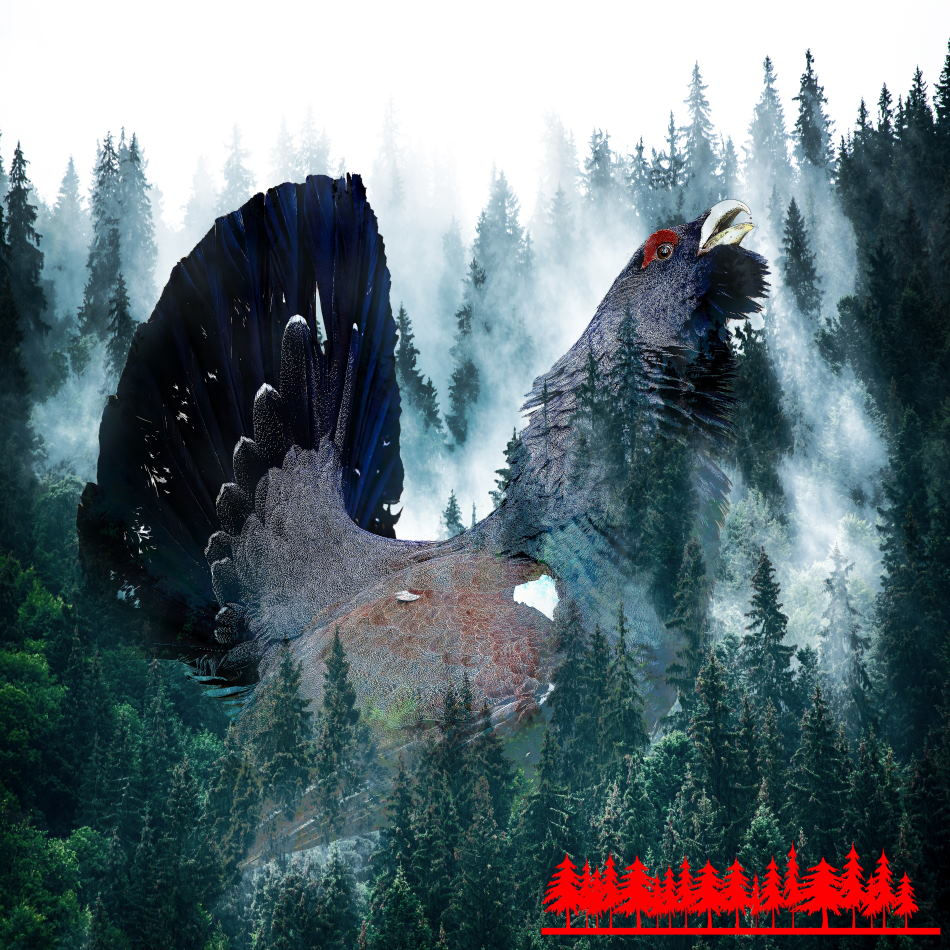 Schwarzwald Pop-Art-Nebel-Auerhahn