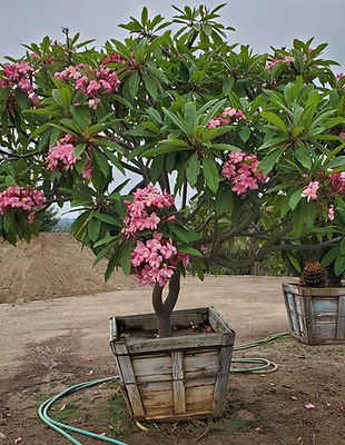 Plumeria