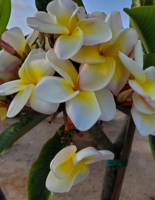 Yellow bloom plumeria