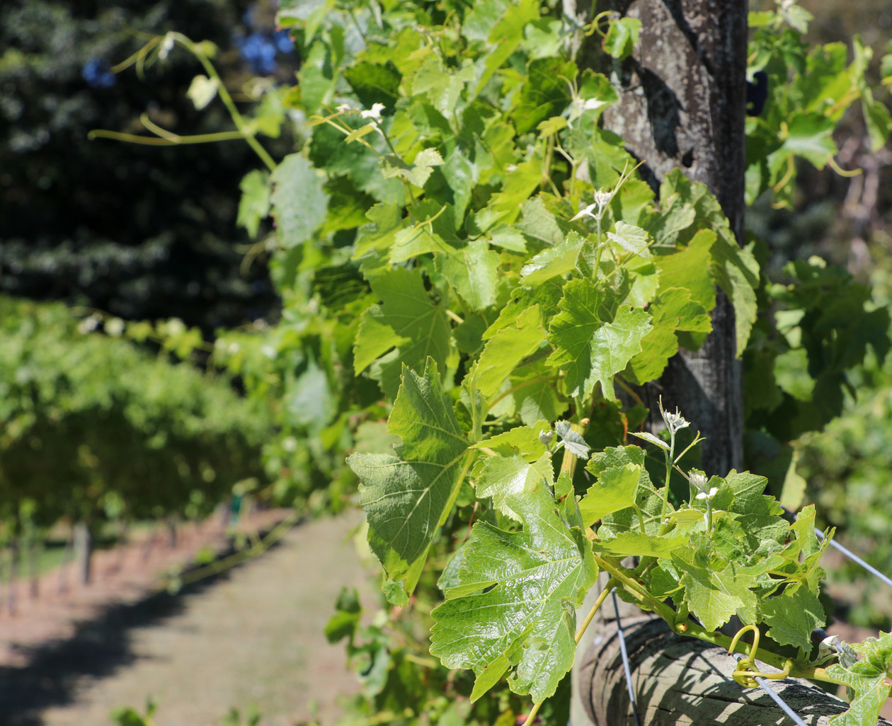 Winery Junction Wines New Zealand