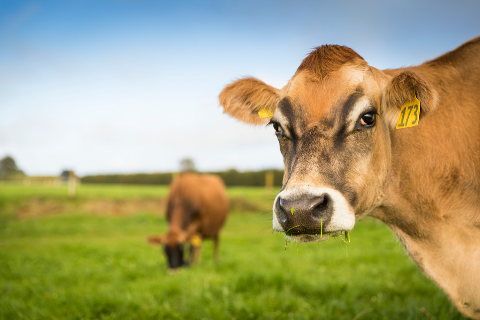 HOME Jersey Girl Organics