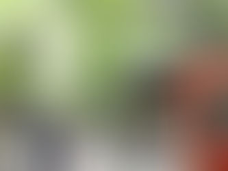 緑に包まれてお宮詣り