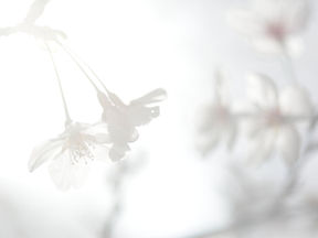 桜の季節