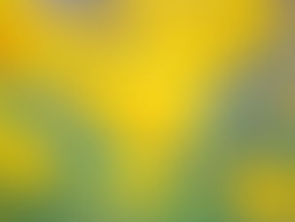 オオキンケイギク