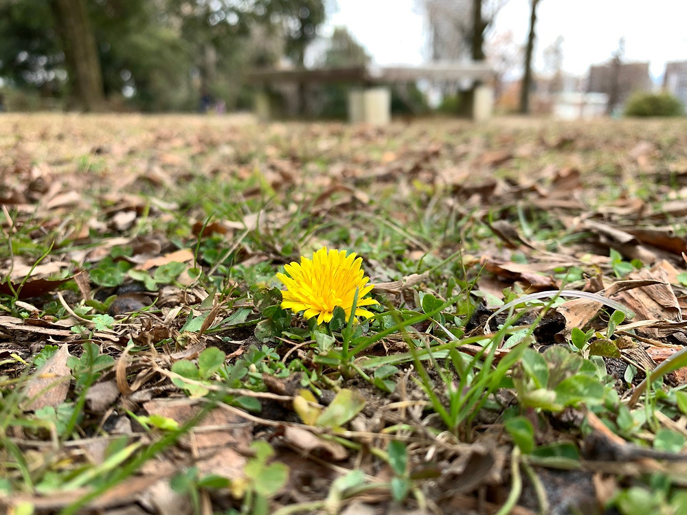 たんぽぽ タンポポ 早咲きのタンポポ 公園の花
