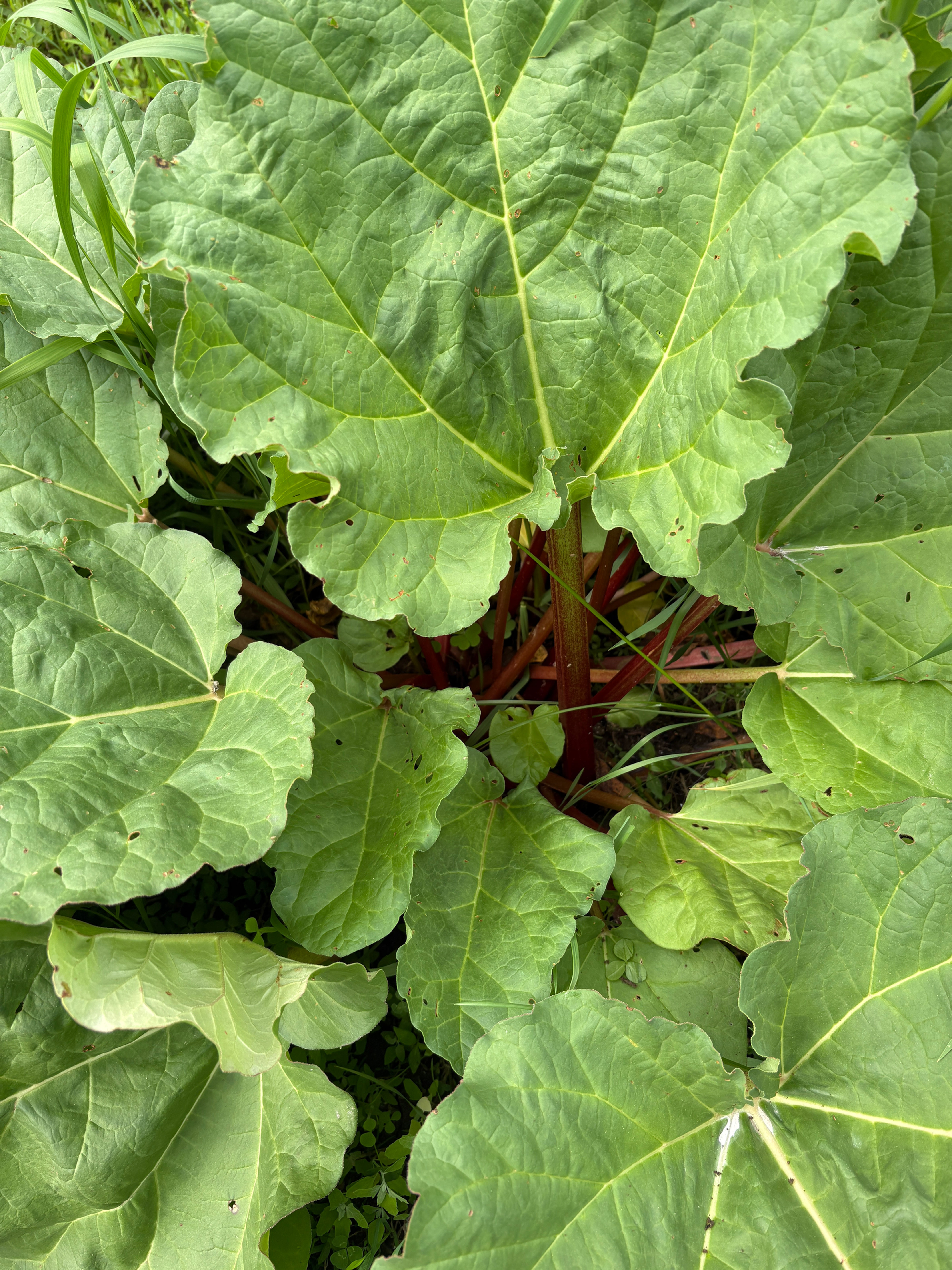 Pre-Order Fresh Harvested Rhubarb