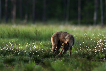 7Loups_2H0A3966 copie.jpg