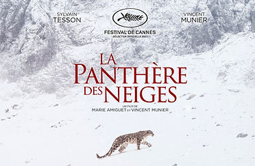 panthere-neige-affiche.jpg