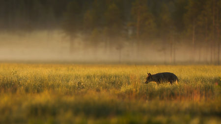 7Loups_2H0A4152 copie.jpg