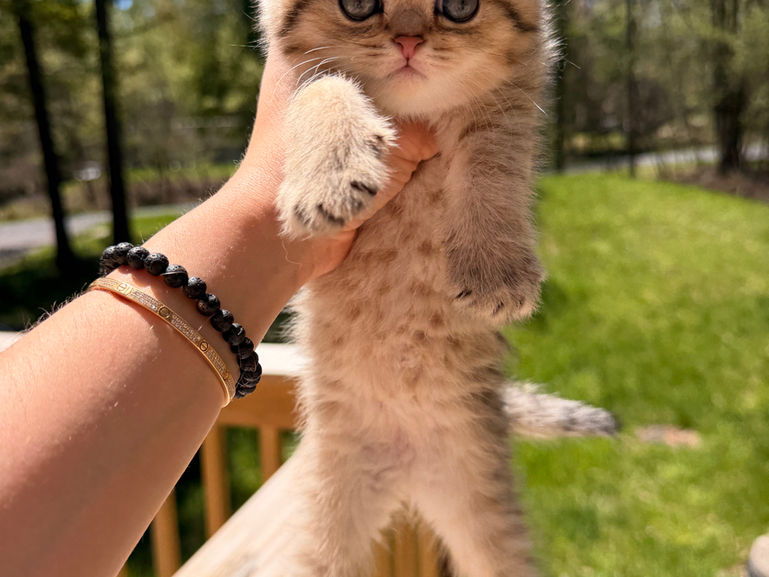 Tigra golden Scottish Fold female kitten with folded ears being held outdoors