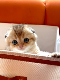 British Shorthair kitten in a basket