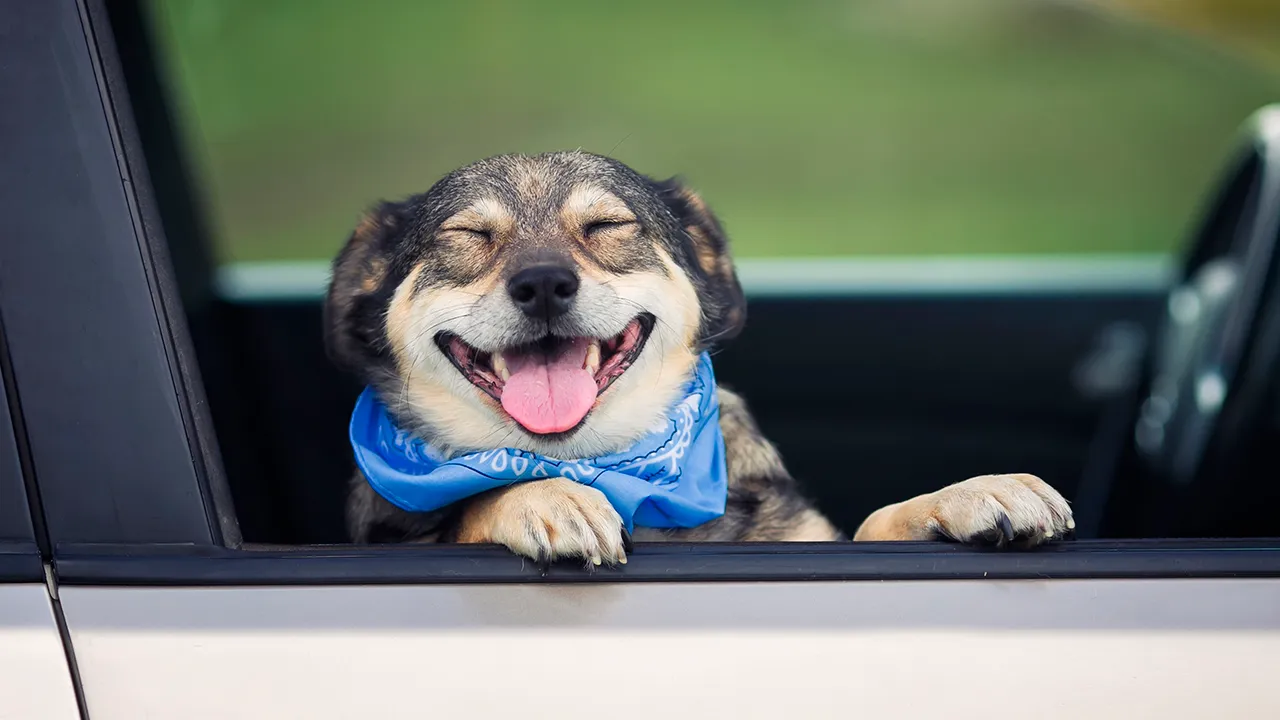 Smiling dog.webp