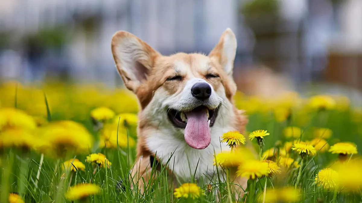 Dog Smiling Wallpaper.webp