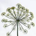 jj_nm140720_3786.jpg
