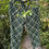 Miniatura: Calça xadrez verde