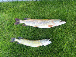 ryby-kalinowo-sanjess-domki-tajty_edited