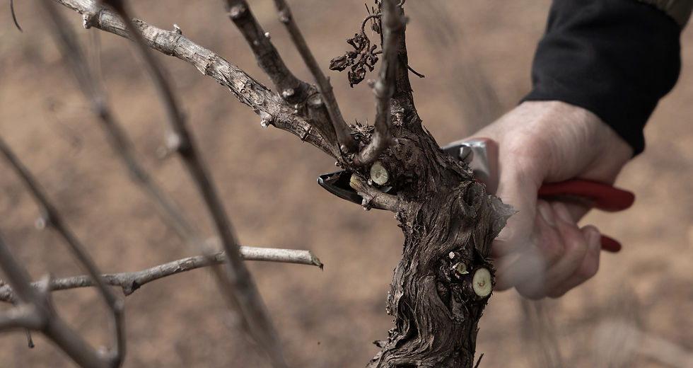 Hands-on vine pruning course run by the Old Vine Project in Stellenbosch, South Africa
