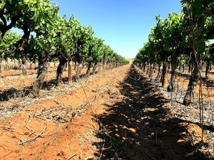 Hunting old Vines in the Olifantsriver – Vredendal, Lutzville and Koekenaap