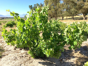Vineyard revival – November update