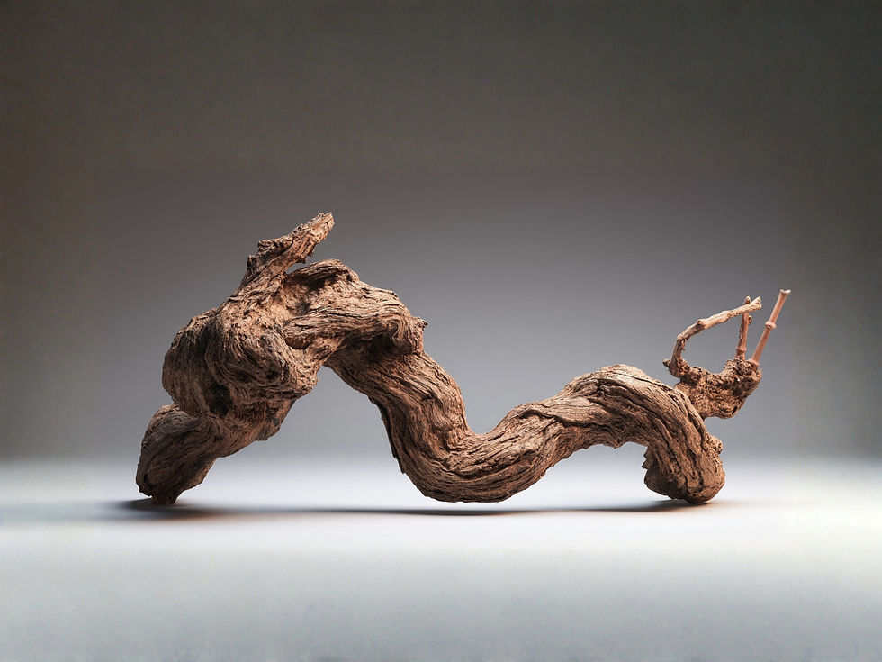 Gnarled trunk of a 35-year-old certified heritage vine, Cape Winelands, South Africa