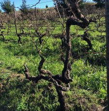 CHAMONIX'S OLD VINE CHENIN BLANC VINEYARD