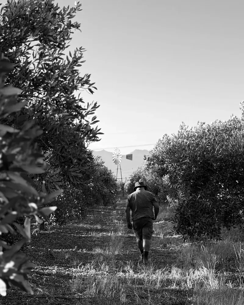 Boland Farmer in the Vineyards.webp