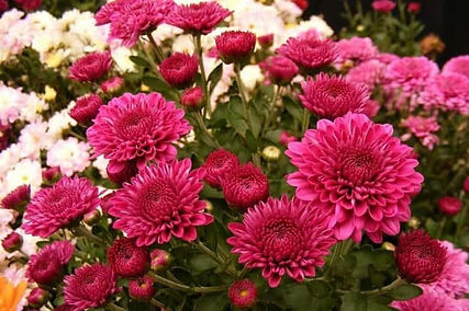 CHRYSANTEMUM.jpg