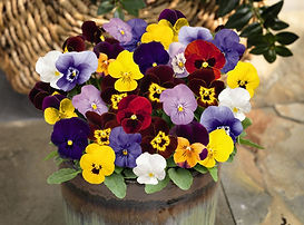VIOLA cornuta.jpg