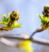 liquidambar rebrote_edited_edited.jpg