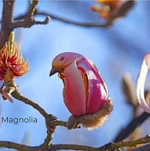 primeros brotes mag liliflora_edited_edi