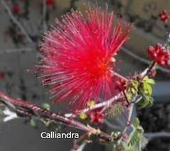 primeros brotes calliandra_edited_edited
