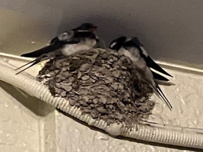 今年もきました!