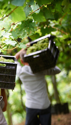 Manual grape harvest vineyard