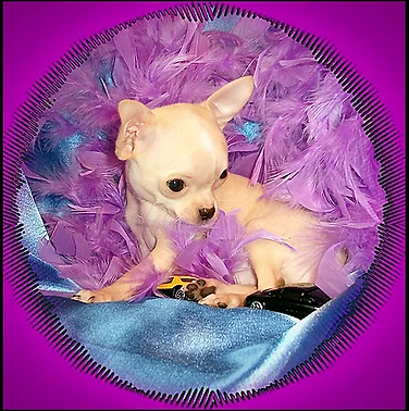ROCKY _3mo 1310.webp