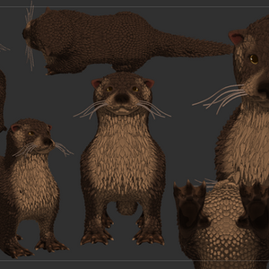 Neotropical Otter 