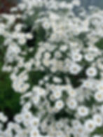 Achillea pearl Florist wholesale flowers image