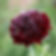 Scabious florist wholesale flowers image