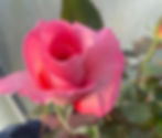 Roses Florist wholesale flowers image