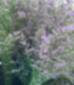 limonium florist wholesale flowers image