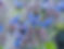 Borage Florist wholesale flowers image