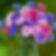Cornflower polka dot mix Florist wholesale flowers image